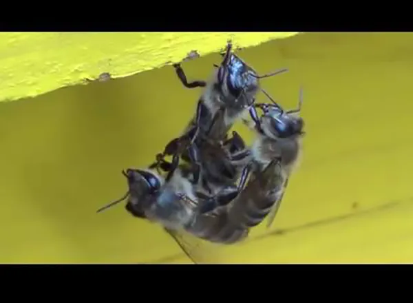 Priroda pčeli snagu daje